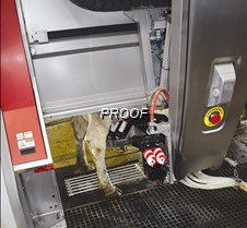 Dorrich Dairy-automilking machine