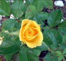 Yellow Rose
