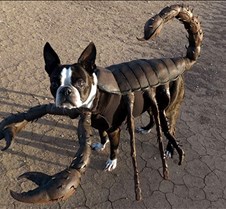 Scorpion Dog