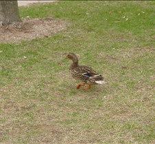 The duck that woke us up in the morning
