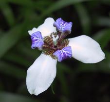 Inkaterra 053