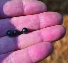 berries-seed of buckthorn