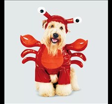 Hyde and EEK Lobster Costume