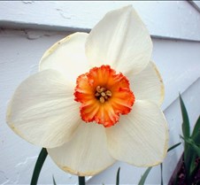Leaning Daffodil