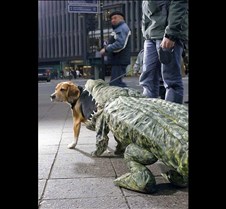 Dog being eaten by crocodile