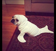 Seal Dog