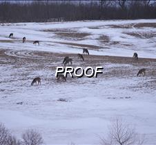 Deer grazing