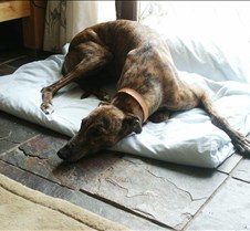 Thomas Happily homed in Barry with Paul and family not forgetting Scooby the greyhound.