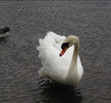 a swan on the Charles river, Boston